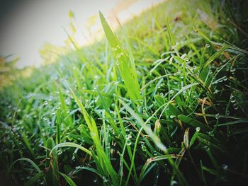 Close-up of fresh green grass in field