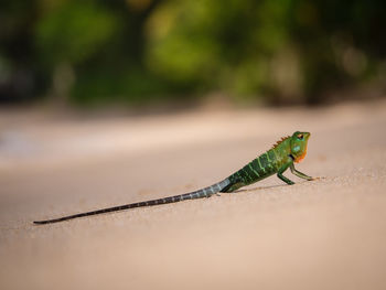 Close-up of an animal