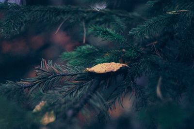 Close-up of leaves on tree