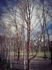 Bare trees in forest