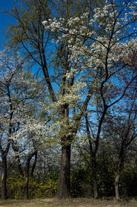 Trees on field against sky