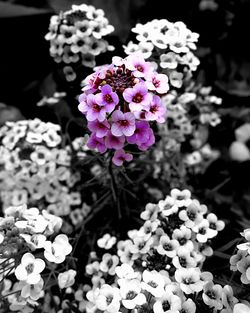 Close-up of pink flowers blooming outdoors