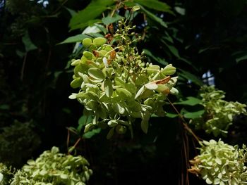 Close-up of flowers on tree