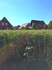 Houses on field against clear sky