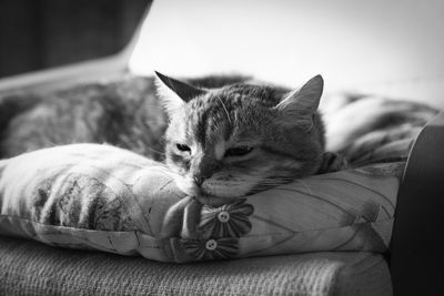 Close-up of a cat resting