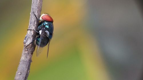 Close-up of insect