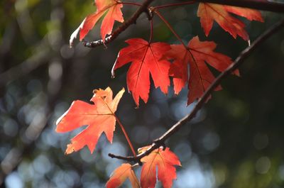 Low angle view of orange maple leaves during autumn