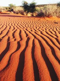 Shadow of tree on sand dune