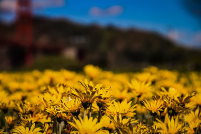 Close-up of yellow flowering plant on field