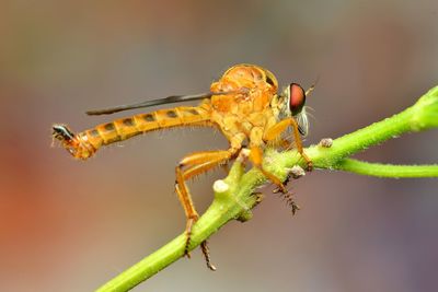 Close-up of robberfly insect on plant