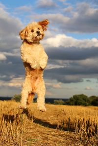 Portrait of dog jumping on field against cloudy sky