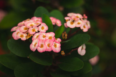 Close-up of pink flowering plant