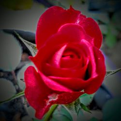 Close-up of red rose