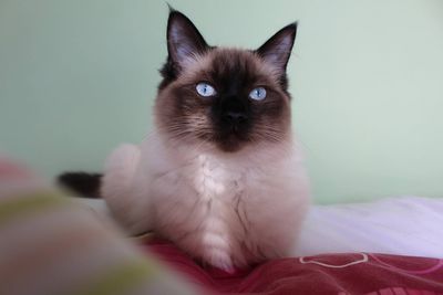 Close-up of cat on bed at home