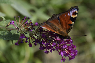 Close-up of butterfly on purple flower