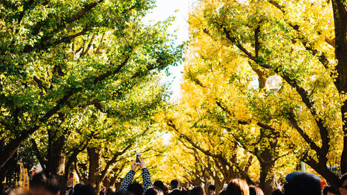 Low angle view of trees