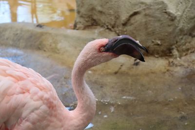 Close-up of bird in lake