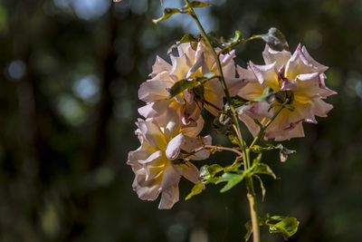 Close-up of white flowering plant