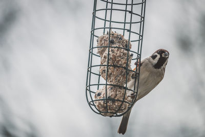 Close-up of bird perching on feeder against sky