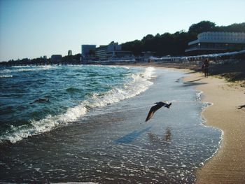 Seagull flying over sea against clear sky