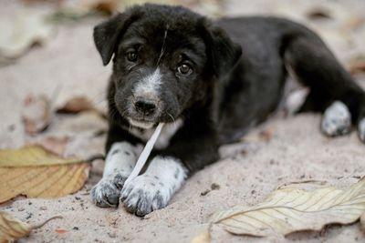 Close-up portrait of black dog lying outdoors