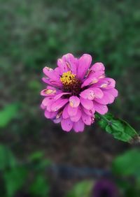 Close-up of pink flowers