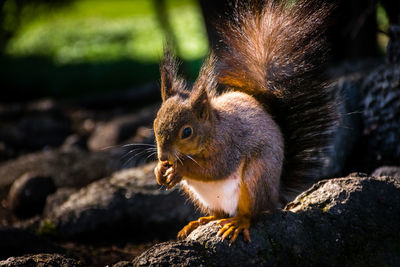 Close-up of squirrel