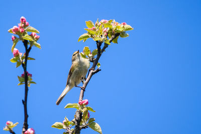 Low angle view of bird perching on flower against clear blue sky