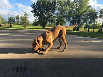 Dog on road against sky