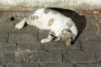 White tabby cat lying on the floor sunbathing in the morning. 