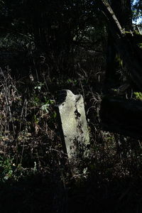 High angle view of tree trunk in forest