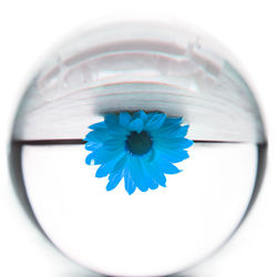 High angle view of blue glass on white background