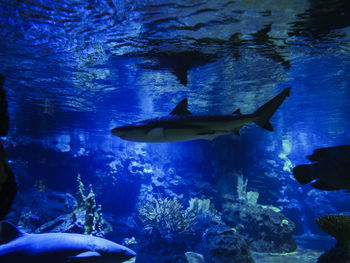 Close-up of person swimming in fish tank