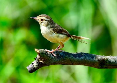 Close-up of bird perching on branch