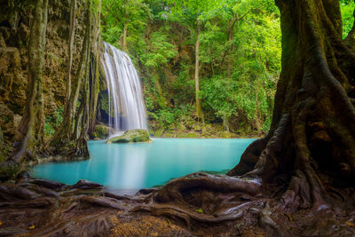 Scenic view of waterfall in forest