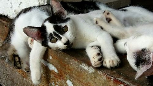 Close-up of cat lying down