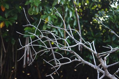 Close-up of tree branches in forest