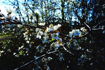 Low angle view of cherry blossoms in spring