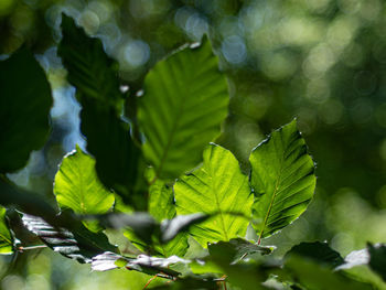 Close-up of green leaves