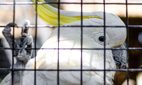 Cockatoos behind a fence in a zoo on the great oceans road in australia