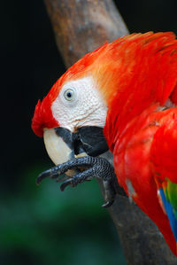 Close-up of parrot perching