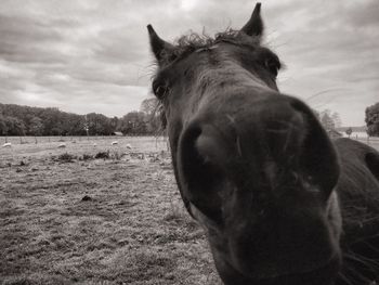 Close-up portrait of horse standing on field against sky