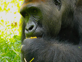 Gorillas, predominantly ground-dwelling great apes that inhabit the tropical forests of africa.