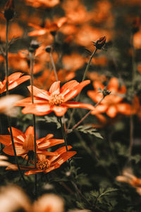 Close-up of orange flowering plants on field