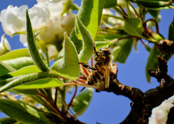 Close-up of insect on plant