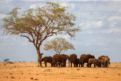 View of elephants on field