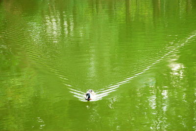 High angle view of man on boat in lake