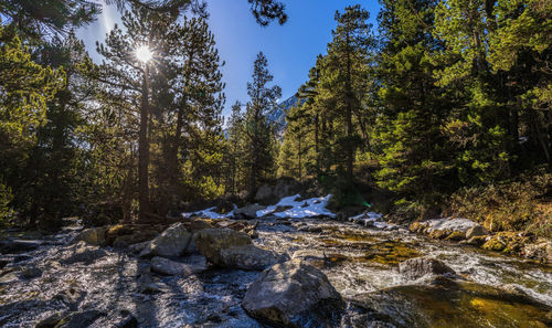 Stream flowing through rocks in forest against sky