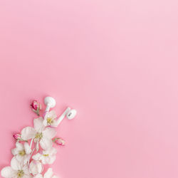 Close-up of pink cherry blossom against white background