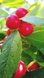 Close-up of red berries